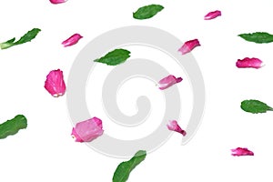 Blurred sweet pink rose corollas and green leaves on white isolated background