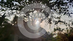 blurred tree and sun ligh background photo
