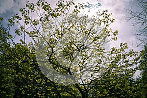 Blurred tree in sunlight May