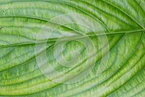 Blurred a tropical Bat flower leaf with veins details and green color for background backdrop