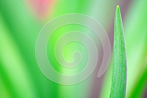 Blurred tulip leaf background