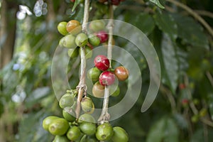 A Blurred unripe green red coffee beans on a branch. fresh coffee berries