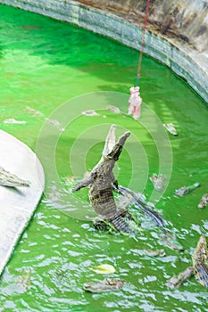Blurred view of crocodile leapt up eat meat piece.