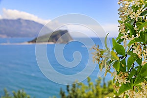 Blurred view of Island of St Nicholas or Hawaii in the Adriatic sea near Budva Montenegro with jasmin in the foreground