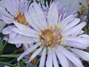 Blurred View: Plants Aster amelus, aster tataricus, smoot aster. photo