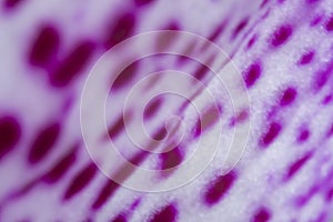 Blurred wallpaper with orchid petal closeup