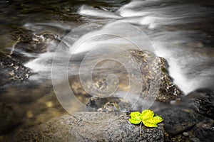 Blurred water and autumn leaf