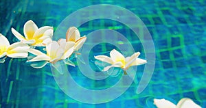 Blurred water background with flowers float on surface of swimming pool or pond. Plumeria frangipani white buds. Close