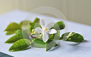 Blurred white flower on gray-blue paper