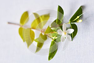 Blurred white flower on gray-blue paper