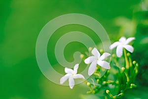 Blurred white sampaguita jasmine flower blooming with bud inflorescence and green leaves in nature garden background