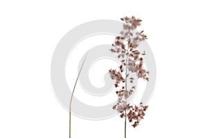 Blurred wild grass flower blossom in a garden on white isolated background for a foliage backdrop