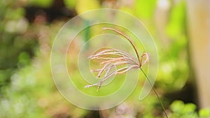 Blurred Wild Grass Flowers Swaying in the Wind