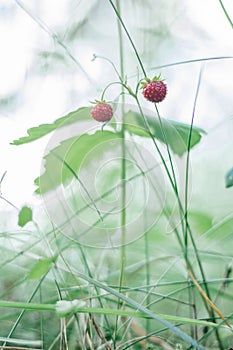 Wild strawberry bush with two tasty ripe red berries and green leaves grow in grass in wild meadow. Copy space, vertical