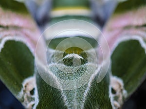 Blurred Wing of Butterfly Camouflage