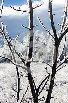 Blurred winter landscape seen thorugh iced-covered branches