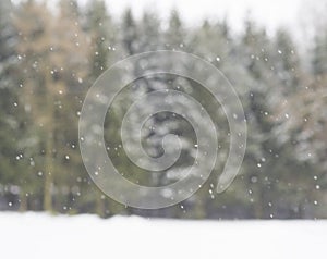 Blurred winter spruce tree forrest snowing background snowfall b