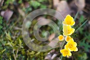 Blurred winter yellow crocus flowers over soft grass and moss