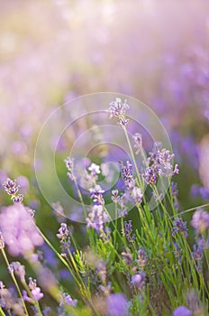 Blurring background lavender sunset. Crimean beauty at sunset