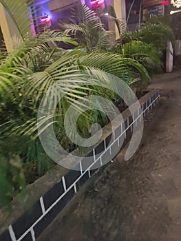 blurring photo of plants for attracting customer