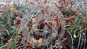 Blurry abstract background of autumn dried plants and dried brown inflorescence of succulents in bright sunlight.