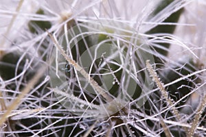 Blurry abstract wallpaper with cactus closeup