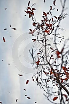 Blurry appearance of falling leaves, background with abstract autumn images