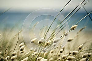 Blurry Background with Beach Grass