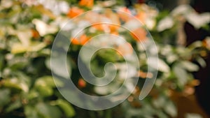 Blurry background of flower plants in the garden