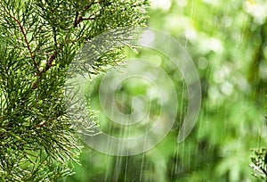 Blurry background of green pine in drizzling rain.