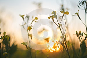 Blurry background by wild flower in meadow on sunset. macro. soft focus. shallow depth of field