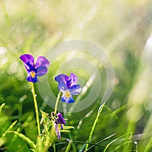 Blurry beautiful background by blue pansies flower in the garden on morning