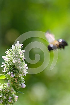 Blurry Bee background with Catnip Nepeta cataria  flowers in forground