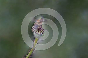 Blurry Bee on Poppy Stem Capsule