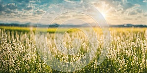 Blurry bokeh background in a minimalist, bright, sunny summer landscape