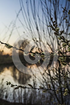 Blurry branches at sunset