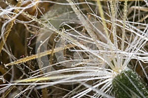 Blurry cactus needle closeup