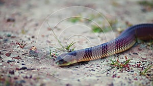 Blurry close up of snake slithering to camera