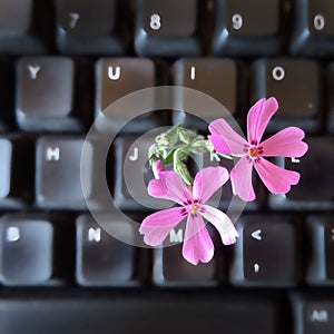 Computer keyboard with spring flower