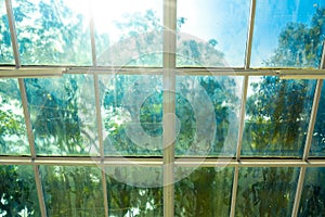 Blurry Dirty Film Coated Windows on Hot Sunny Day with Out of Focus Tree and Garden. Looking Outside from Inside of Green House