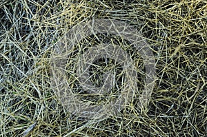 Blurry dry grass abstract backgrounds