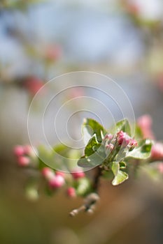 Blurry effect on blossoming pink apple tree for poetic environment