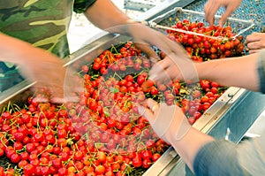 Blurry farmer hands sorting and processing red cherries manually on conveyor belt in Washington, USA