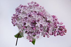 Blurry floral background.A branch of blossoming lilac (syringa) flowers.One of the flowers has five petals.