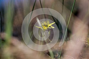 Blurry floral background, spring flower Gagea lutea or Yellow Star-of-Bethlehem macro close-up. Lily family edible medical herb