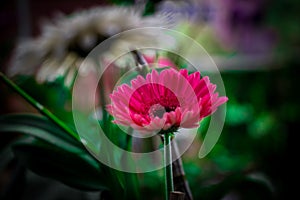 A blurry  flower in the garden. I captured this image on August 11, 2018,