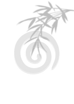 Blurry gray Bamboo leaves silhouette. Shadows of branches olive on isolated white background