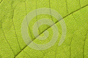 Blurry green leaf texture macro background