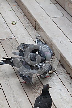 A blurry group of pigeons is fighting for food. Birds of the city. Pigeons