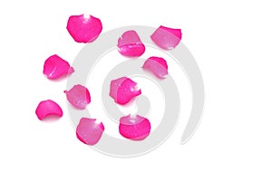 Blurry a group of sweet pink rose corollas on white isolated background with copy space
